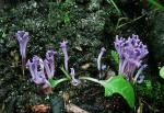 Lilafarbene Wiesenkoralle-Ramariopsis pulchella