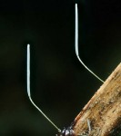 : Typhula-Typhula olivascens