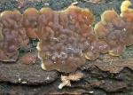 : Cerinomyces-Cerinomyces crustulinus