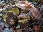 Goldblättriger Klumpfuss-Cortinarius xanthophyllus