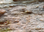 Blasser Zähnchenrindenpilz-Hyphodontia pallidula