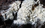 Weißmoos-Lindtneria-Lindtneria leucobryophila