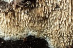 : Kammpilz-Phlebia fuscoatra