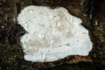: Rindensprenger-Vuilleminia cystidiata