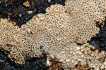 Rasiges Hängebecherchen-Merismodes anomalus