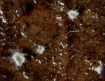 : Fingerhut-Seticyphella niveola