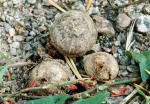 Grosser Scheibenbovist-Disciseda bovista