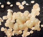 ?-Tremella simplex