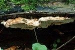 Graugelber Rauchporling-Bjerkandera fumosa