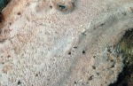 Fleckender Harzporling-Ceriporiopsis gilvescens