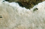 Grauweisse Nadelholztramete-Diplomitoporus lindbladii