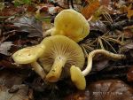 Lärchenschneckling-Hygrophorus lucorum
