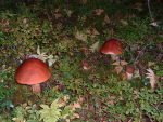 Kiefernrotkappe-Leccinum vulpinum
