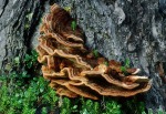 Kiefernbraunporling-Phaeolus schweinitzii