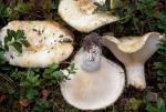 ? Milchlinge-Lactarius aquizonatus