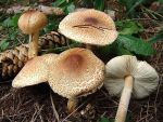 Ockerbrauner Schirmling-Lepiota ochraceofulva
