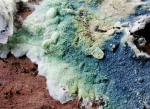 : Amaurodon-Amaurodon mustialaensis