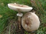 Sternschuppiger Riesenschirmpilz-Macrolepiota konradii