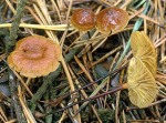 Bitterer Glöckchennabeling-Xeromphalina cauticinalis