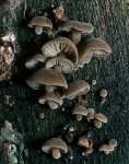 Kurzstieliger Olivschnitzling-Simocybe haustellaris