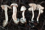 Knollfüssiger Tellerling-Rhodocybe stangliana