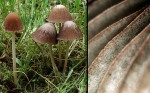 Rotschneidiger Mürbling-Psathyrella corrugis