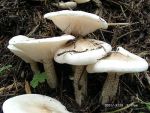 Rauhstiel-Weichritterling-Melanoleuca verrucipes