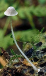 Haariger Helmling-Mycena aciculata