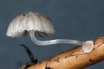 Knöllchengrashelmling-Mycena bulbosa