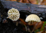 Wacholder-Helmling-Mycena juniperina