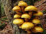 Goldfellschüppling-Pholiota aurivella