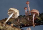 Rosaweisser Helmling-Mycena tubarioides