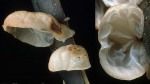 : Schwindling-Marasmius menieri