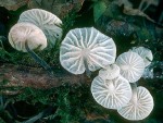Schneeweißer Zwergschwindling-Marasmiellus candidus