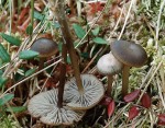Sumpfgraublatt-Tephrocybe palustris