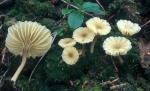 Gefalteter Nabeling-Lichenomphalia umbellifera