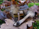 Kaffeebrauner Scheintrichterling-Pseudoclitocybe cyathiformis