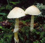 Wollstielschirmling-Lepiota clypeolaria