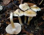 Birnenrisspilz-Inocybe fraudans