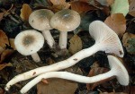 Graubrauner Schleimstielschneckling-Hygrophorus mesotephrus