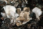 Spatelförmiger Muscheling-Hohenbuehelia petaloides