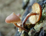 Verzweigter Häubling-Galerina triscopa