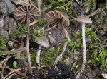 Kurzsporiger Haarglöckling-Entoloma dysthaloides
