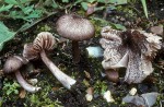 Grindiger Rötling-Entoloma scabiosum