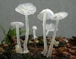 Genabelter Schleierhelmling-Delicatula integrella