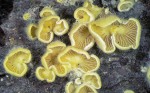 : Stummelfüsschen-Crepidotus cristatus
