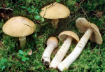 :-Cortinarius caperatus