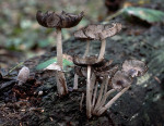 Warzigsporiger Tintling-Coprinopsis echinospora