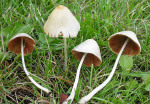 : Samthäubchen-Conocybe albipes
