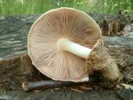 Wolliger Scheidling-Volvariella bombycina